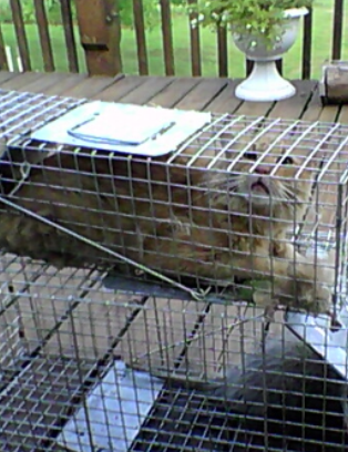 Attempting to rid the garden of pests, the neighbor's cat was captured instead.