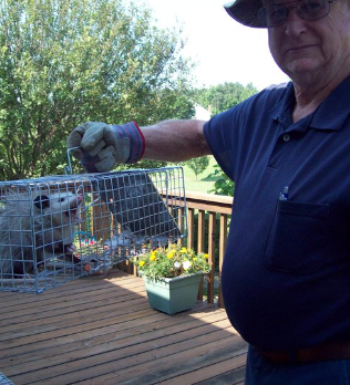 Ridding the garden of pests is a never ending job. John tries again to contain the varmints.
